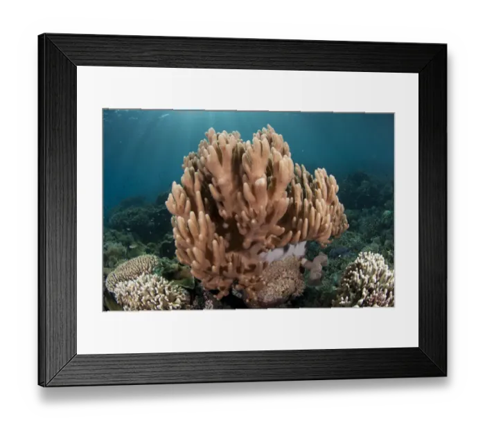 Framed Print : Leather Coral (Lobophytum compactum) in reef, Tutuntute, Wetar Island, Barat Daya Islands, Lesser Sunda Islands Framed Print : Leather Coral (Lobophytum compactum) in reef, Tutuntute, Wetar Island, Barat Daya Islands, Lesser Sunda Islands