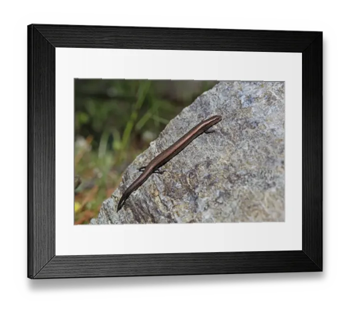 Framed Print : European Snake-eyed Skink (Ablepharus kitaibelii) adult, resting on rock, Lesvos, Greece, april Framed Print : European Snake-eyed Skink (Ablepharus kitaibelii) adult, resting on rock, Lesvos, Greece, april