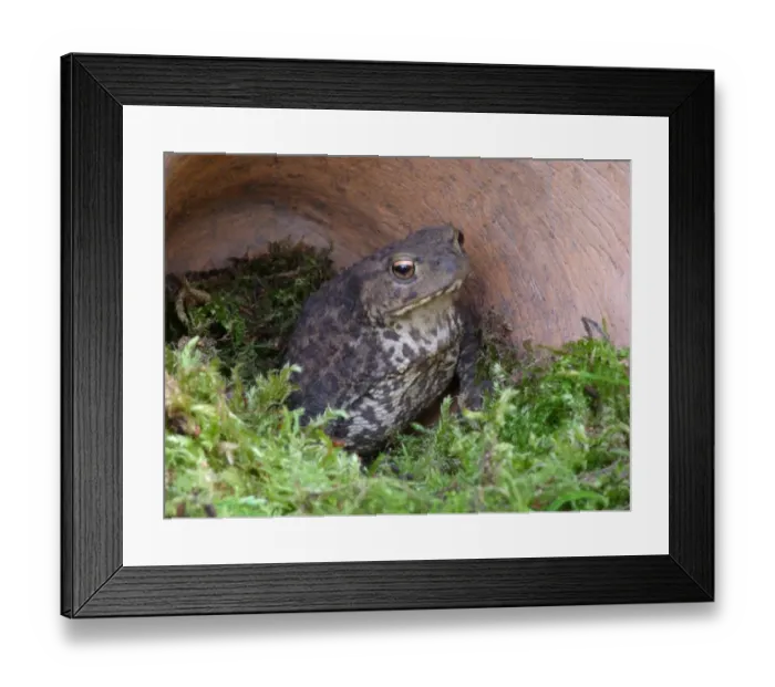 Framed Print : Common Toad (Bufo bufo) adult, sheltering under discarded terracotta flowerpot in garden, Leicestershire, England, june Framed Print : Common Toad (Bufo bufo) adult, sheltering under discarded terracotta flowerpot in garden, Leicestershire, England, june