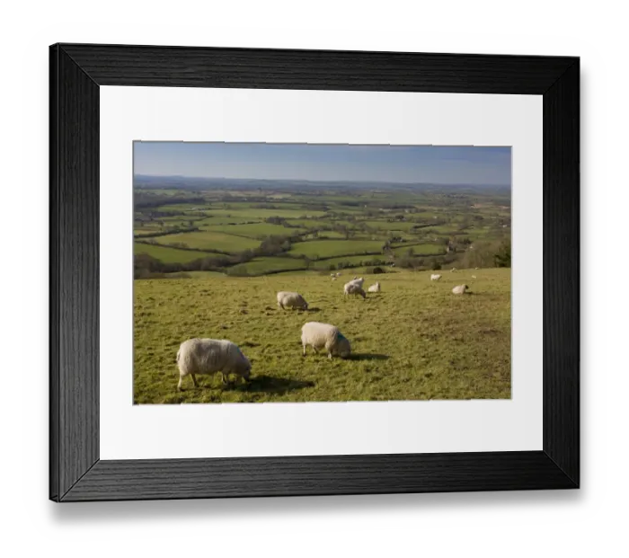 Framed Print : Domestic Sheep, flock grazing in pasture, looking west over Blackmore Vale from Ibberton Hill, Dorset, England, march Framed Print : Domestic Sheep, flock grazing in pasture, looking west over Blackmore Vale from Ibberton Hill, Dorset, England, march