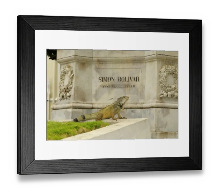 Framed Print : Green Iguana (Iguana iguana) adult, resting in urban park beside statue, Parque Bolivar, Guayaquil, Ecuador Framed Print : Green Iguana (Iguana iguana) adult, resting in urban park beside statue, Parque Bolivar, Guayaquil, Ecuador