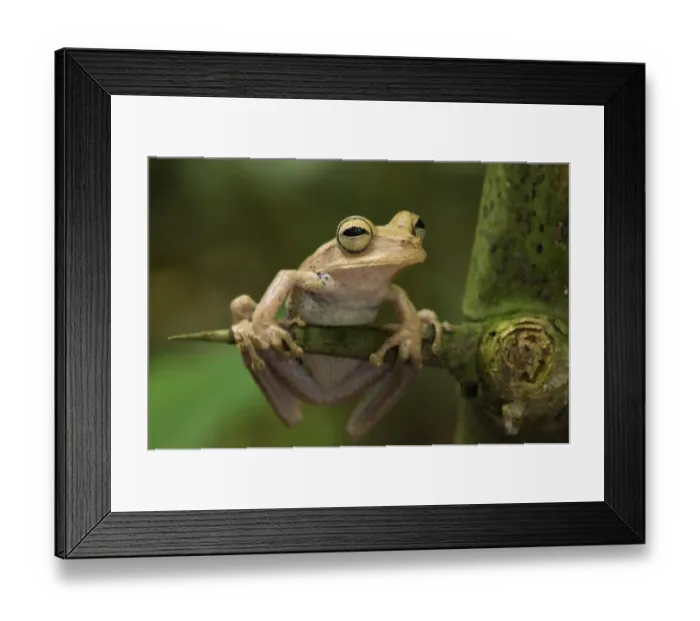 Framed Print : Gunthers Banded Treefrog (Hypsiboas fasciatus) adult, clinging to spine, Los Amigos Biological Station, Madre de Dios Framed Print : Gunthers Banded Treefrog (Hypsiboas fasciatus) adult, clinging to spine, Los Amigos Biological Station, Madre de Dios