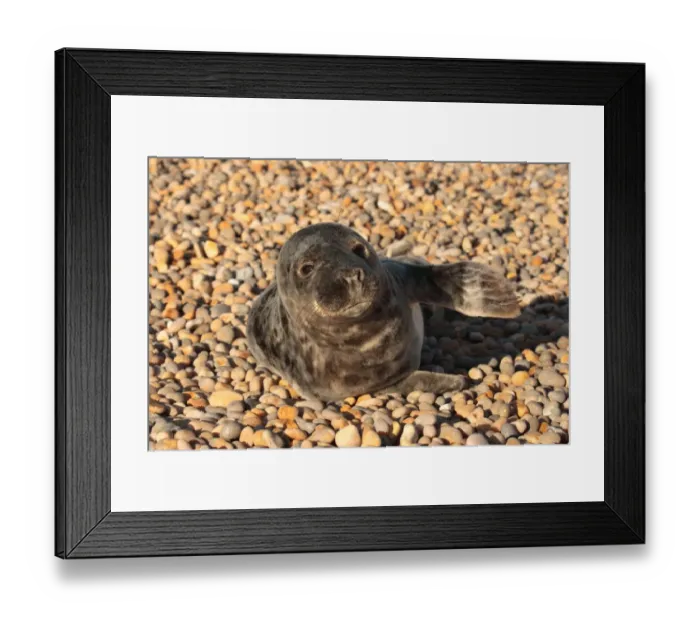 Framed Print : Grey Seal (Halichoerus grypus) injured pup, resting on pebble beach, Chesil Beach, Dorset, England, december Framed Print : Grey Seal (Halichoerus grypus) injured pup, resting on pebble beach, Chesil Beach, Dorset, England, december