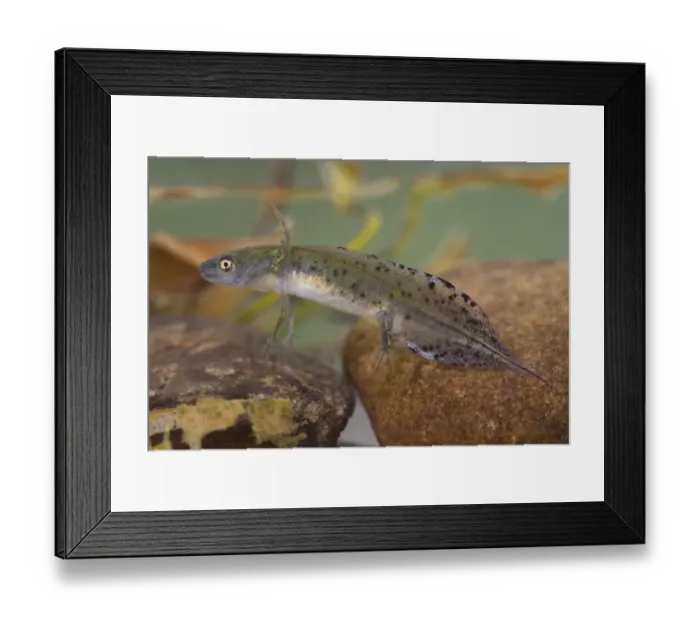 Framed Print : Great Crested Newt (Triturus cristatus) juvenile, underwater in dew pond, Lathkil Dale, Peak District, Derbyshire Framed Print : Great Crested Newt (Triturus cristatus) juvenile, underwater in dew pond, Lathkil Dale, Peak District, Derbyshire