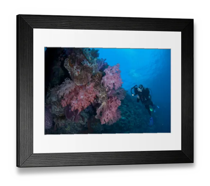 Framed Print : Red Soft Glomerate Tree Coral (Dendronephthya sp. ) on reef, diver with light and camera, Kadola Island, Penyu Islands
