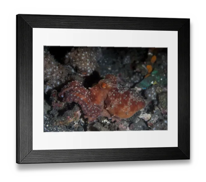 Framed Print : Starry Night Octopus (Callistoctopus luteus) adult, Lembeh Island, Sulawesi, Indonesia Framed Print : Starry Night Octopus (Callistoctopus luteus) adult, Lembeh Island, Sulawesi, Indonesia