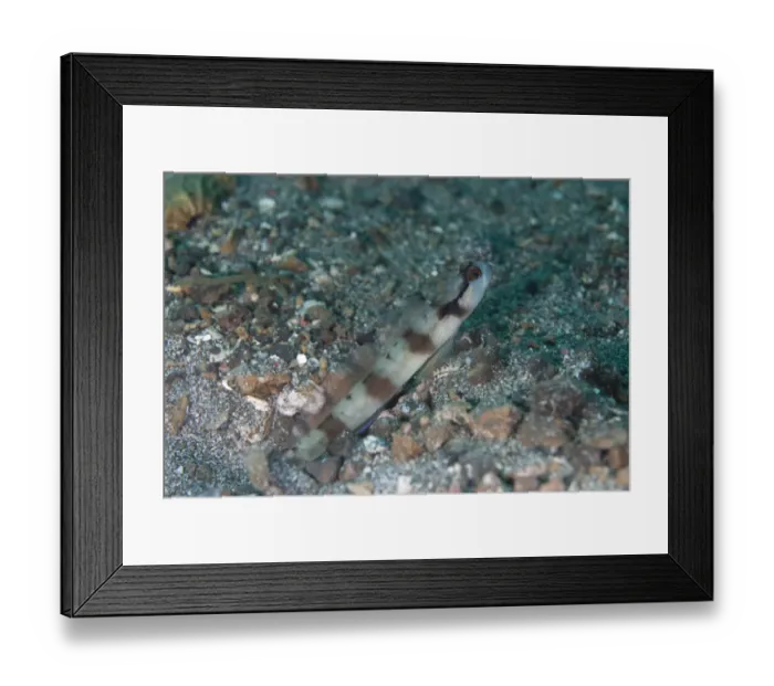 Framed Print : Masked Shrimpgoby (Amblyeleotris gymnocephala) adult, at burrow entrance, Lembeh Island, Sulawesi, Indonesia Framed Print : Masked Shrimpgoby (Amblyeleotris gymnocephala) adult, at burrow entrance, Lembeh Island, Sulawesi, Indonesia