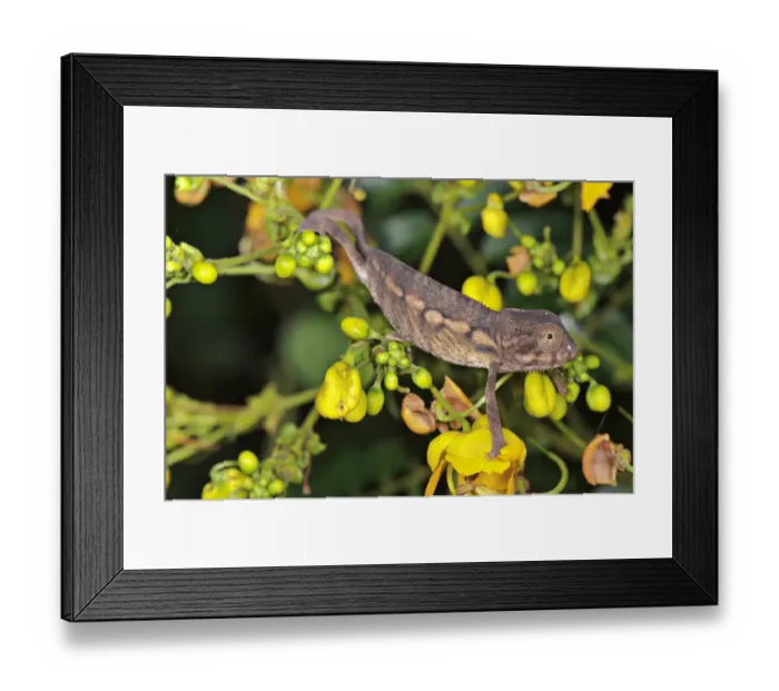 Framed Print : Panther Chameleon (Furcifer pardalis) young, climbing on flowering plant, Nosy Be, Madagascar Framed Print : Panther Chameleon (Furcifer pardalis) young, climbing on flowering plant, Nosy Be, Madagascar
