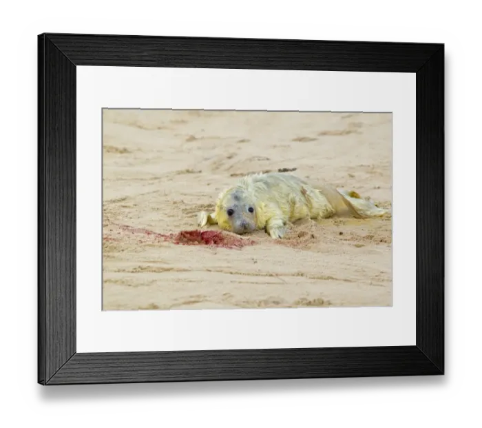 Framed Print : Grey Seal (Halichoerus grypus) newborn whitecoat pup, resting on sandy beach, Horsey, Norfolk, England, november Framed Print : Grey Seal (Halichoerus grypus) newborn whitecoat pup, resting on sandy beach, Horsey, Norfolk, England, november