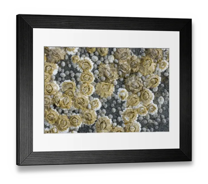 Framed Print : Acorn Barnacle (Semibalanus balanoides) adults and young, on rock exposed at low tide, Brough Head, Mainland, Orkney Framed Print : Acorn Barnacle (Semibalanus balanoides) adults and young, on rock exposed at low tide, Brough Head, Mainland, Orkney