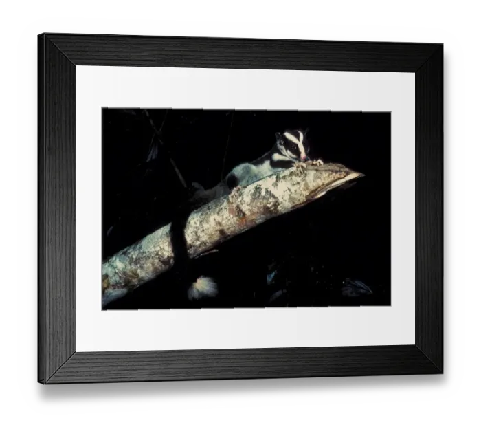 Framed Print : Striped Possum (Dactylopsila trivirgata) adult, on branch in upland rainforest at night, Northeast Queensland