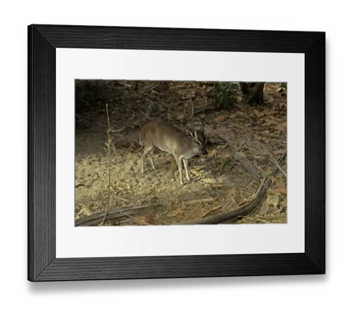 Framed Print : Maxwells Duiker (Philantomba maxwellii) adult male, standing in dry woodland, Liberia Framed Print : Maxwells Duiker (Philantomba maxwellii) adult male, standing in dry woodland, Liberia