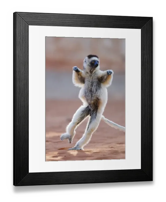 Framed Print : Verreauxs Sifaka (Propithecus verreauxi) adult, running and leaping across ground, Berenty Nature Reserve