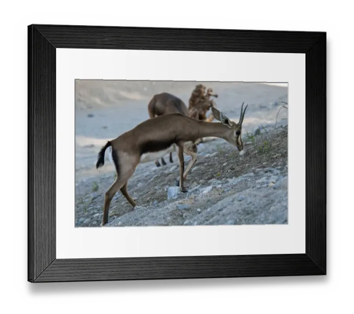 Framed Print : Cuviers Gazelle (Gazella cuvieri) adult, walking on dry slope (captive) Framed Print : Cuviers Gazelle (Gazella cuvieri) adult, walking on dry slope (captive)