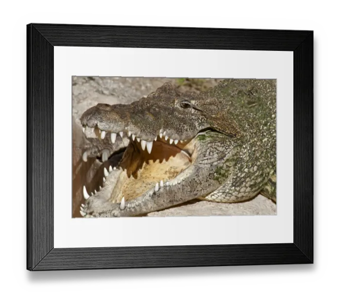 Framed Print : Cuban Crocodile (Crocodylus rhombifer) adult, with mouth open, close-up of head (captive)