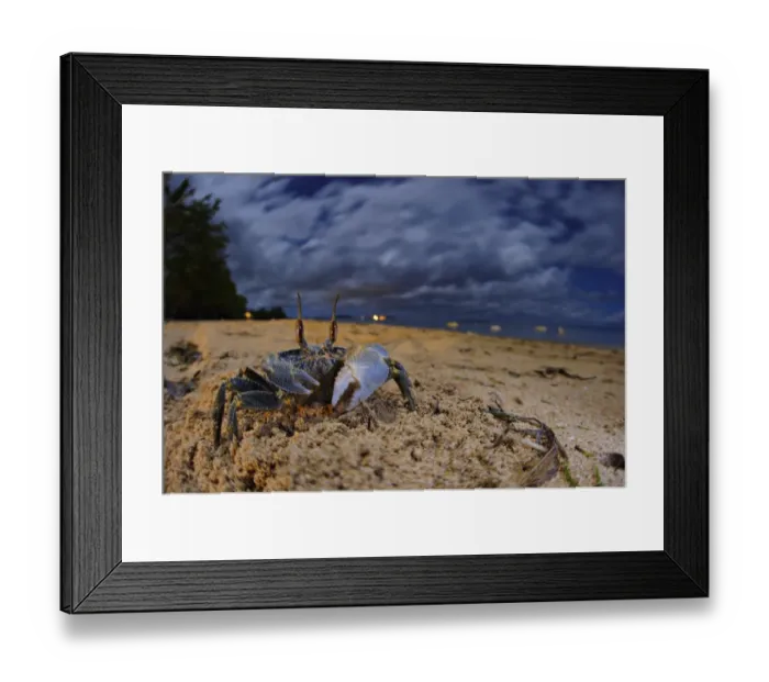 Framed Print : Ghost Crab (Ocypode sp. ) adult, on beach habitat at dusk, Nosy Be, Madagascar Framed Print : Ghost Crab (Ocypode sp. ) adult, on beach habitat at dusk, Nosy Be, Madagascar