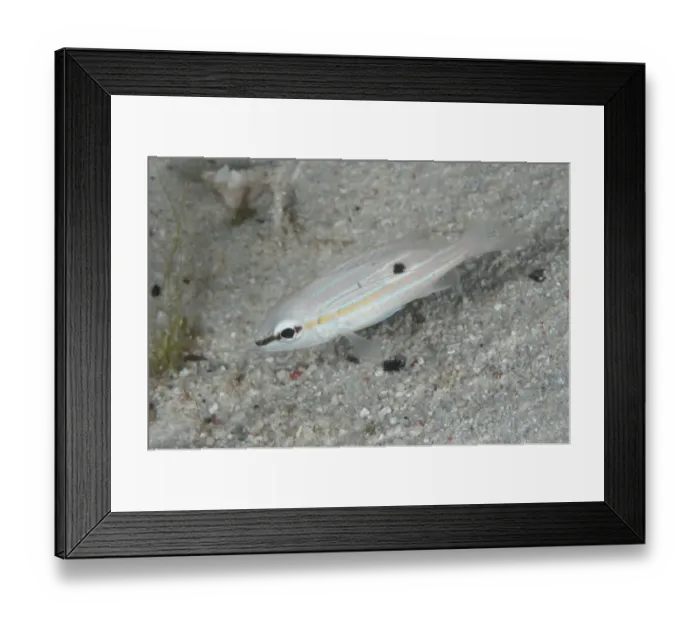 Framed Print : Long-spot Snapper (Lutjanus fulviflamma) juvenile, in night colours, swimming in reef at night, Waigeo Island Framed Print : Long-spot Snapper (Lutjanus fulviflamma) juvenile, in night colours, swimming in reef at night, Waigeo Island