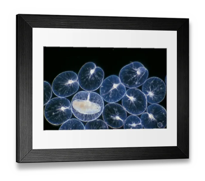 Framed Print : Pl ton -(Noctiluca scintillans) group / one with ingested copepod / x12 Framed Print : Pl ton -(Noctiluca scintillans) group / one with ingested copepod / x12