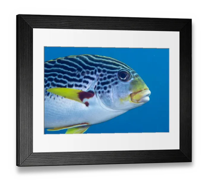 Framed Print : Diagonal-banded Sweetlips (Plectorhinchus lineatus) adult, close-up of head, Liberty Wreck, Tulamben, Bali Framed Print : Diagonal-banded Sweetlips (Plectorhinchus lineatus) adult, close-up of head, Liberty Wreck, Tulamben, Bali