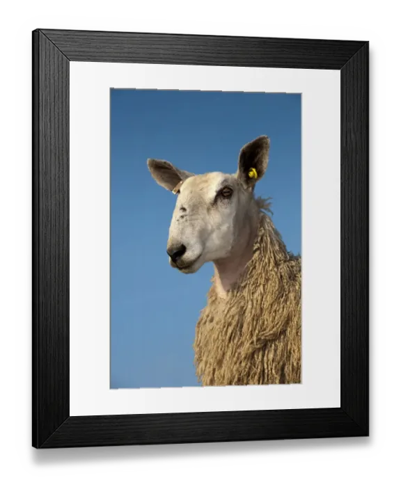 Framed Print : Domestic Sheep, Blue-faced Leicester, yearling female, close-up of head, in wool, England, march Framed Print : Domestic Sheep, Blue-faced Leicester, yearling female, close-up of head, in wool, England, march