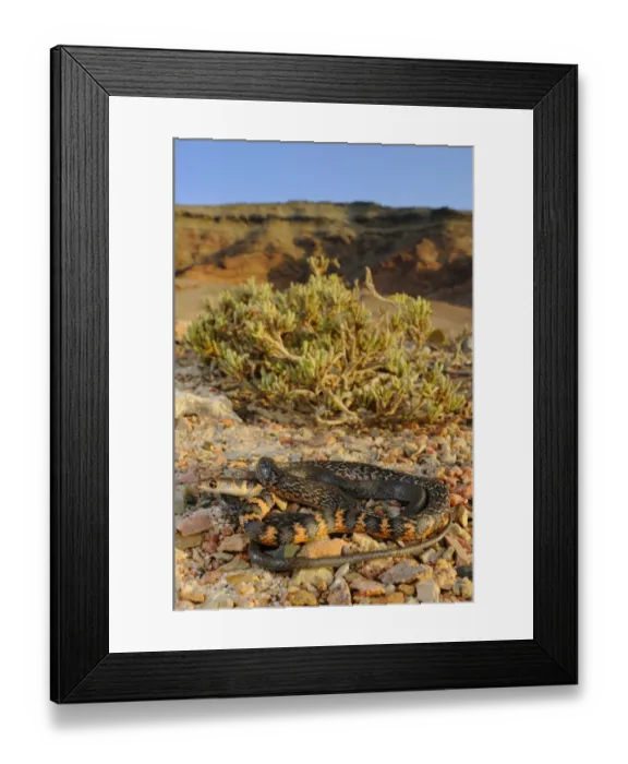 Framed Print : Socotran Racer (Hemerophis socotrae) adult, coiled on stones in desert habitat, Socotra, Yemen, april Framed Print : Socotran Racer (Hemerophis socotrae) adult, coiled on stones in desert habitat, Socotra, Yemen, april