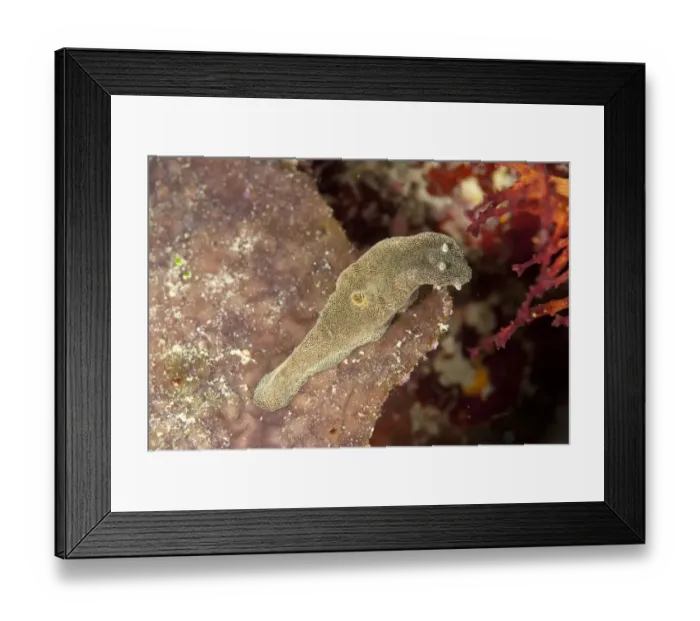 Framed Print : Starry Glossodoris Nudibranch (Glossodoris stellatus) adult, on reef, Sipadan Island, Sabah, Borneo, Malaysia Framed Print : Starry Glossodoris Nudibranch (Glossodoris stellatus) adult, on reef, Sipadan Island, Sabah, Borneo, Malaysia