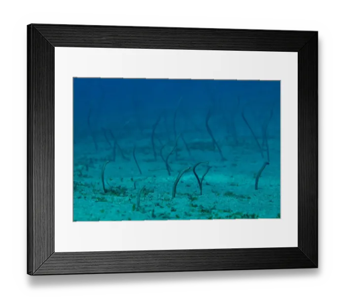 Framed Print : Spaghetti Garden Eel (Gorgasia maculata) adults, emerging from burrows, Blue Water Muck dive site, Uhak River Framed Print : Spaghetti Garden Eel (Gorgasia maculata) adults, emerging from burrows, Blue Water Muck dive site, Uhak River