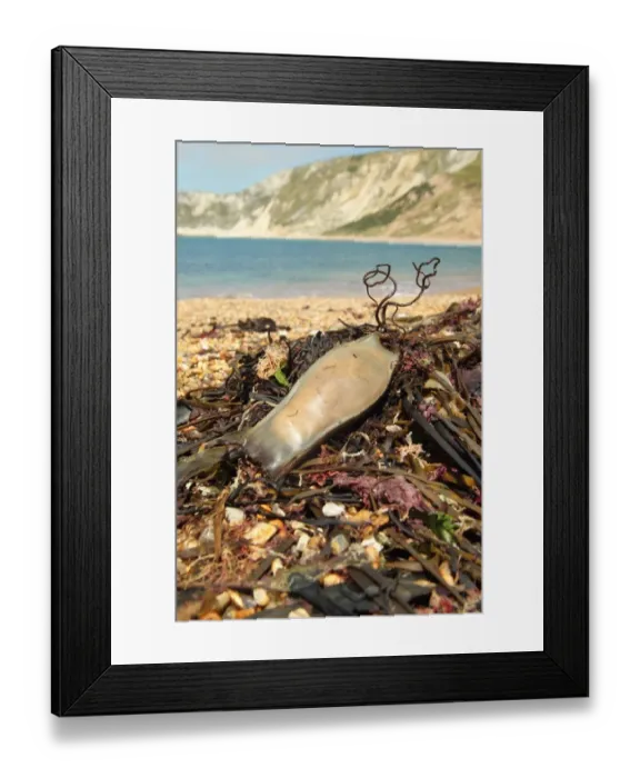 Framed Print : Nursehound (Scyliorhinus stellaris) Mermaids Purse eggcase, washed up on strandline, Worbarrow Bay, Isle of Purbeck Framed Print : Nursehound (Scyliorhinus stellaris) Mermaids Purse eggcase, washed up on strandline, Worbarrow Bay, Isle of Purbeck