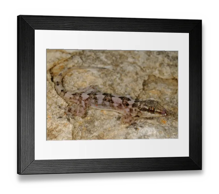 Framed Print : Grants Leaf-toed Gecko (Hemidactylus granti) adult, camouflaged on rock, Socotra, Yemen, march
