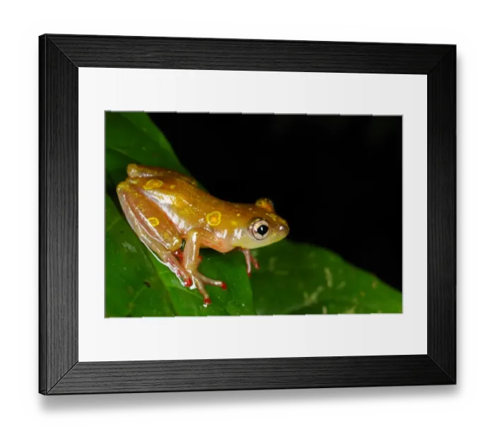 Framed Print : Montane Reed Frog (Hyperolius castaneus) adult, sitting on leaf in montane rainforest, Nyungwe Forest N. P Framed Print : Montane Reed Frog (Hyperolius castaneus) adult, sitting on leaf in montane rainforest, Nyungwe Forest N. P