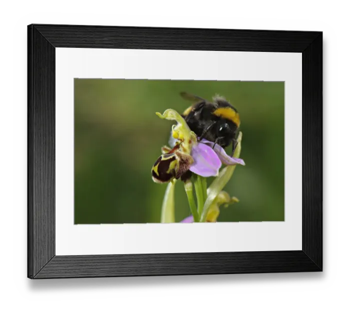 Framed Print : Bumblebee (Bombus sp. ) adult male, attempting to mate with Bee Orchid (Ophrys sp. ) flower Framed Print : Bumblebee (Bombus sp. ) adult male, attempting to mate with Bee Orchid (Ophrys sp. ) flower