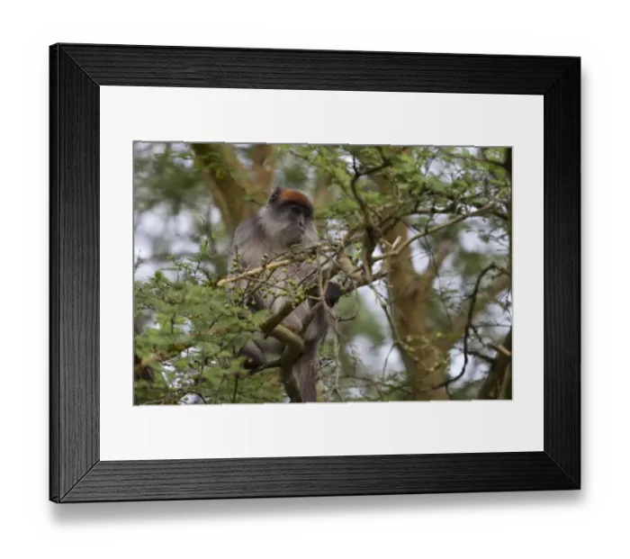 Framed Print : Central African Red Colobus (Piliocolobus foai oustaleti) adult, sitting in fruiting tree, Bigodi Wetland Sanctuary