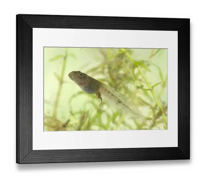 Framed Print : Common Frog (Rana temporaria) tadpole, with developing hind legs, swimming, England