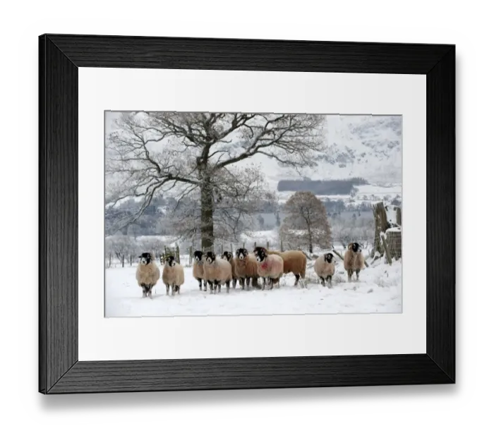 Framed Print : Domestic Sheep, Swaledale ewes with ram, flock standing in snow covered pasture, Cumbria, England, december