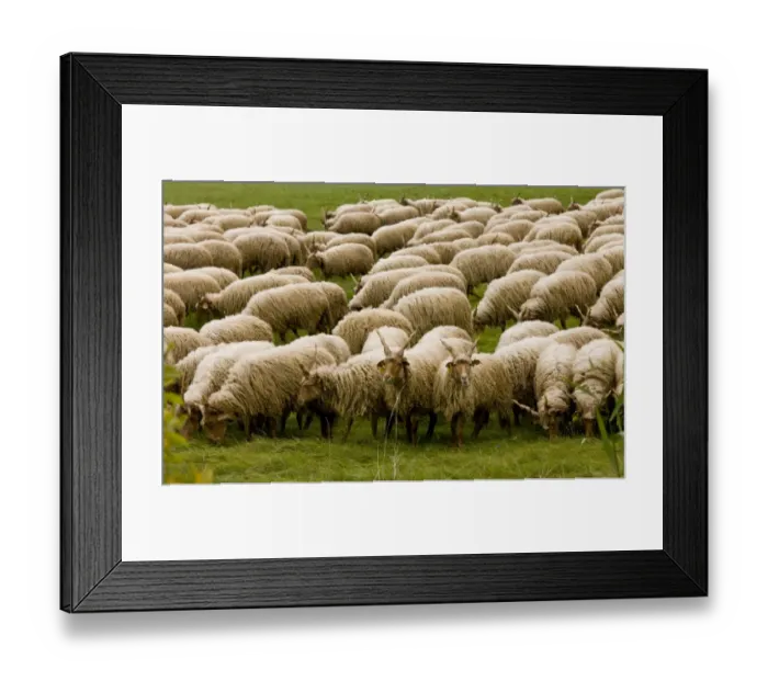 Framed Print : Domestic Sheep, Racka, twisted-horn breed, flock grazing in pasture, Hortobagy N. P Framed Print : Domestic Sheep, Racka, twisted-horn breed, flock grazing in pasture, Hortobagy N. P
