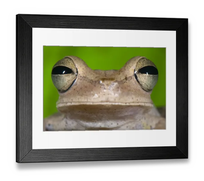 Framed Print : Gunthers Banded Treefrog (Hypsiboas fasciatus) adult, close-up of head, Los Amigos Biological Station, Madre de Dios Framed Print : Gunthers Banded Treefrog (Hypsiboas fasciatus) adult, close-up of head, Los Amigos Biological Station, Madre de Dios