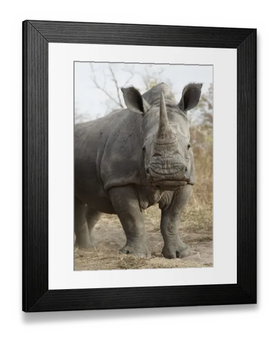 Framed Print : White Rhinoceros (Ceratotherium simum) adult, standing in dry bush, Fatalah Reserve, Senegal, january Framed Print : White Rhinoceros (Ceratotherium simum) adult, standing in dry bush, Fatalah Reserve, Senegal, january
