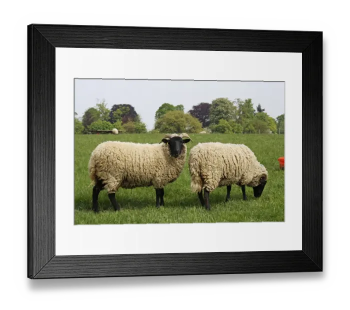 Framed Print : Domestic Sheep, Norfolk Horn, ewes, grazing in pasture, Museum of East Anglian Life, Stowmarket, Suffolk, England