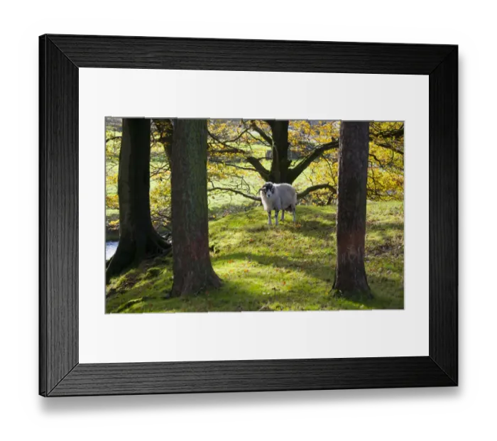Framed Print : Domestic Sheep, Swaledale ram, standing amongst trees with leaves in autumn colour, Marshaw, Over Wyresdale Framed Print : Domestic Sheep, Swaledale ram, standing amongst trees with leaves in autumn colour, Marshaw, Over Wyresdale