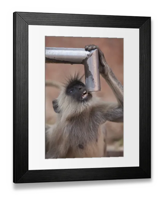 Framed Print : Southern Plains Grey Langur (Semnopithecus dussumieri) adult, drinking water from pump, Ranthambore N. P Framed Print : Southern Plains Grey Langur (Semnopithecus dussumieri) adult, drinking water from pump, Ranthambore N. P