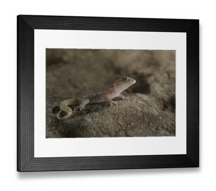 Framed Print : Drakensberg Rock Gecko (Afroedura nivaria) subadult, resting on rock, Drakensberg, South Africa