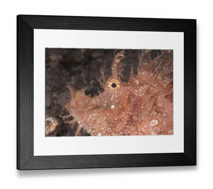 Framed Print : Merlets Scorpionfish (Rhinopias aphanes) adult, close-up of head, at night, Lembata Island, Solor Archipelago
