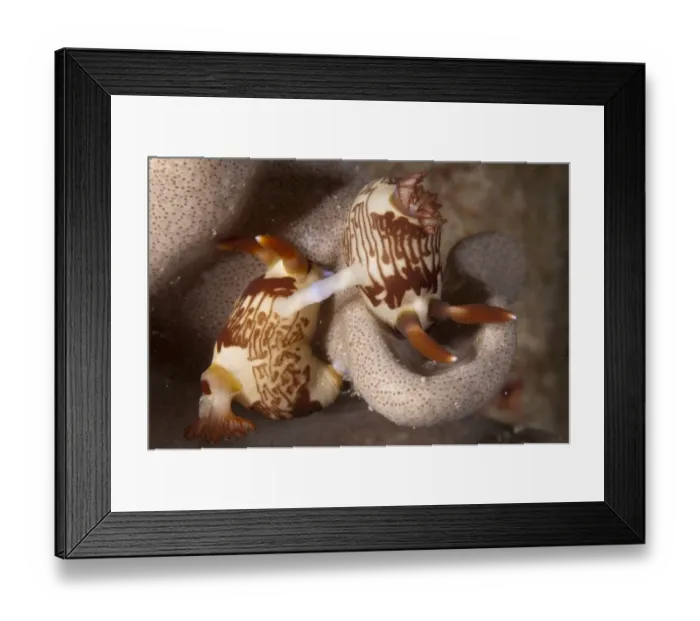 Framed Print : Lined Nembrotha Nudibranch (Nembrotha lineolata) adult pair, mating, Siamil Island, Sabah, Borneo, Malaysia