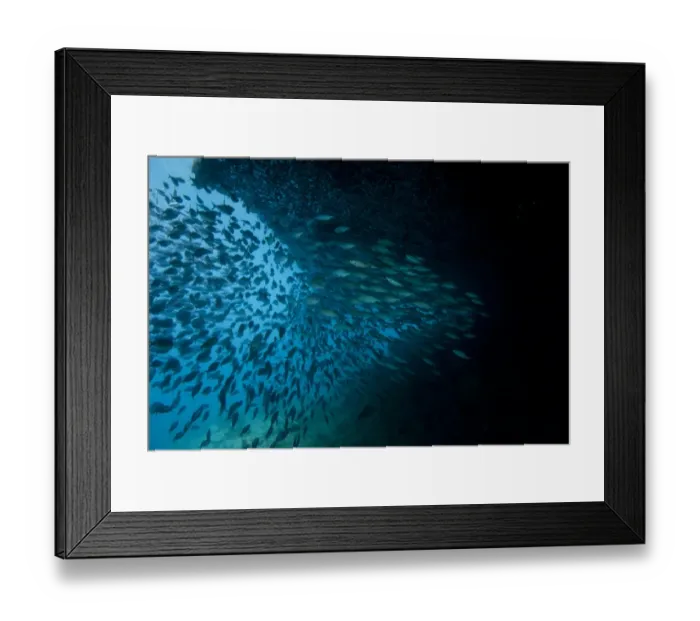 Framed Print : School of fish under rock ledge, Dunia Kecil, Wayilbatan, West Papua, New Guinea, Indonesia Framed Print : School of fish under rock ledge, Dunia Kecil, Wayilbatan, West Papua, New Guinea, Indonesia