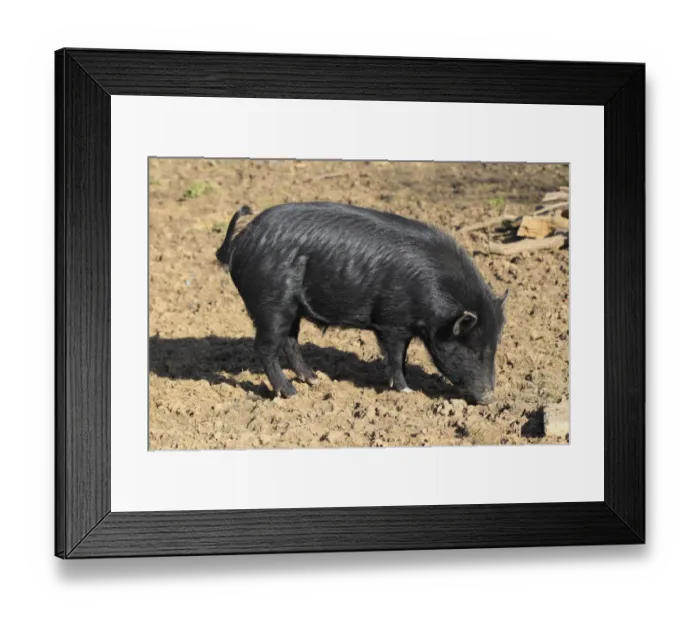 Framed Print : Domestic Pig, Miniature Pig, boar, foraging on mud, Odenwald, Germany Framed Print : Domestic Pig, Miniature Pig, boar, foraging on mud, Odenwald, Germany