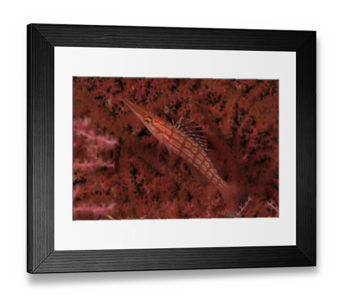 Framed Print : Longnose Hawkfish (Oxycirrhites typus) adult, in coral fan, Sipadan Island, Sabah, Borneo, Malaysia
