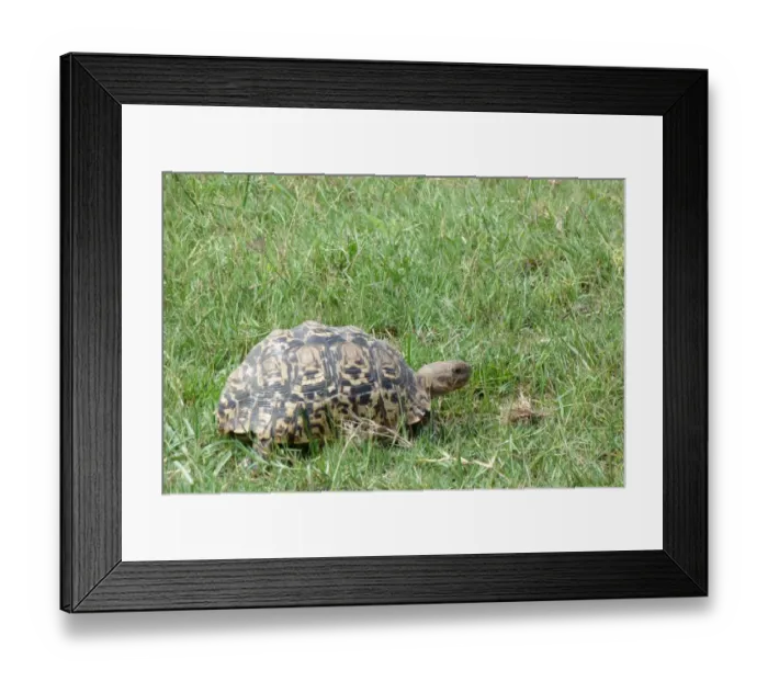 Framed Print : Leopard Tortoise (Geochelone pardalis) adult, walking in grass, Okavango Delta, Botswana Framed Print : Leopard Tortoise (Geochelone pardalis) adult, walking in grass, Okavango Delta, Botswana