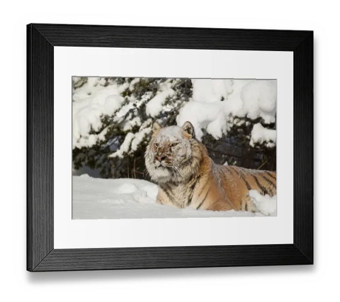 Framed Print : Siberian Tiger (Panthera tigris altaica) adult, with snow on head, resting in snow, winter (captive) Framed Print : Siberian Tiger (Panthera tigris altaica) adult, with snow on head, resting in snow, winter (captive)