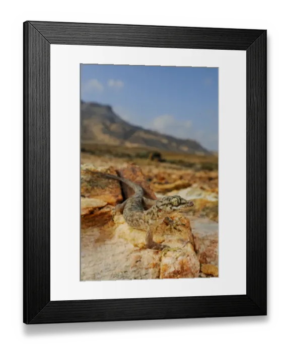 Framed Print : Socotra Leaf-toed Gecko (Hemidactylus forbesii) adult, standing on rocks in desert habitat, Abd el-Kuri Island Framed Print : Socotra Leaf-toed Gecko (Hemidactylus forbesii) adult, standing on rocks in desert habitat, Abd el-Kuri Island