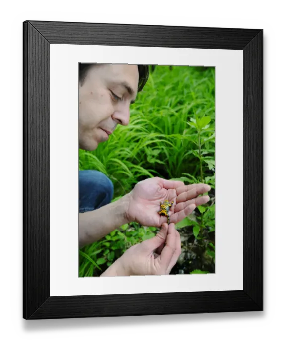 Framed Print : Yellow-bellied Toad (Bombina variegata) adult, being held in hands and examined by herpetologist, Italy, may Framed Print : Yellow-bellied Toad (Bombina variegata) adult, being held in hands and examined by herpetologist, Italy, may